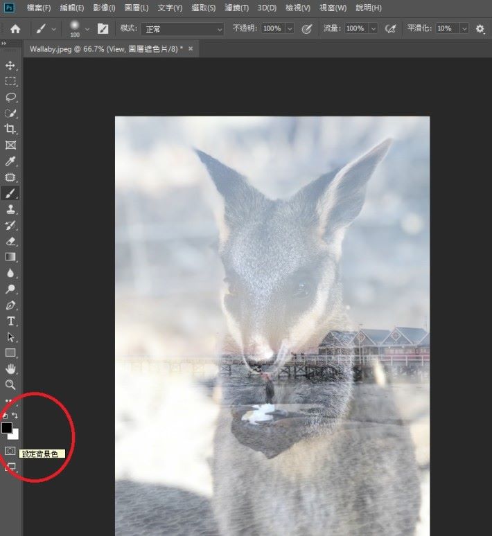 將前景色（Foreground Color）和背景色（Background Color）分別設置成黑色和白色。在前景色是黑色的情況下，使用筆刷工具擦除可以使 Wallaby 圖層露出更多細節。相反地，在前景色是白色的情況下，使用筆刷工具塗抹可以遮蓋更多 Wallaby 圖層的部分。