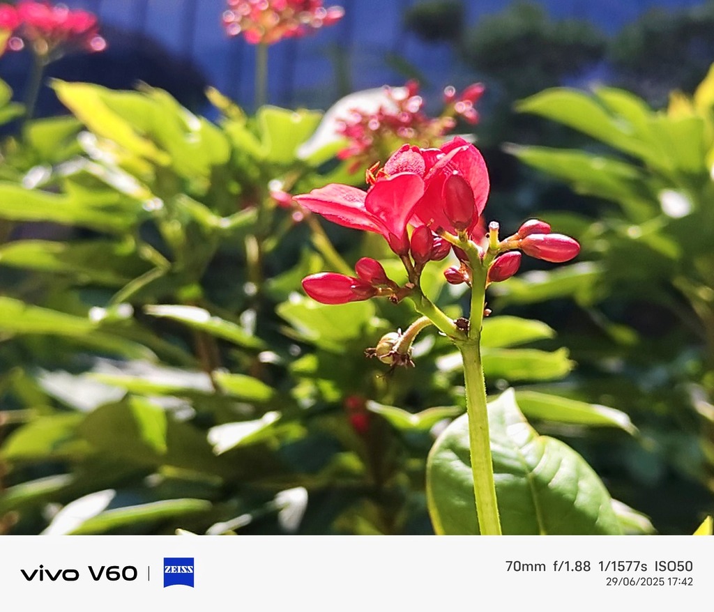 隨手抓拍亦能體驗 vivo 手機的拍攝效能