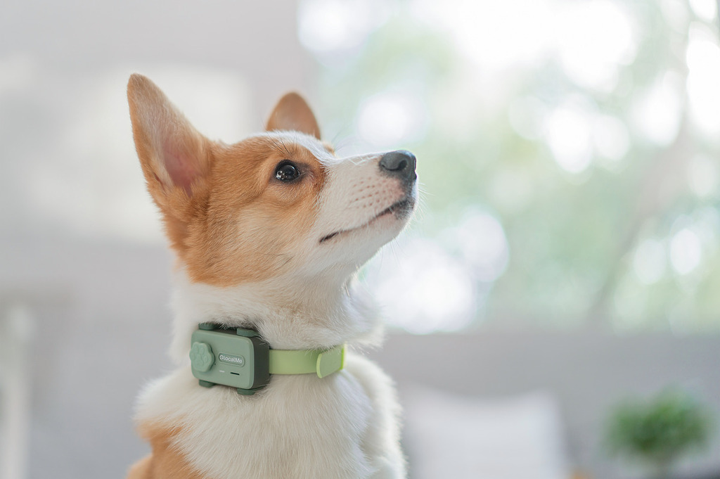 將 PetPhone 扣到頸繩,就可以了解寵物一舉一動,同佢溝通。
