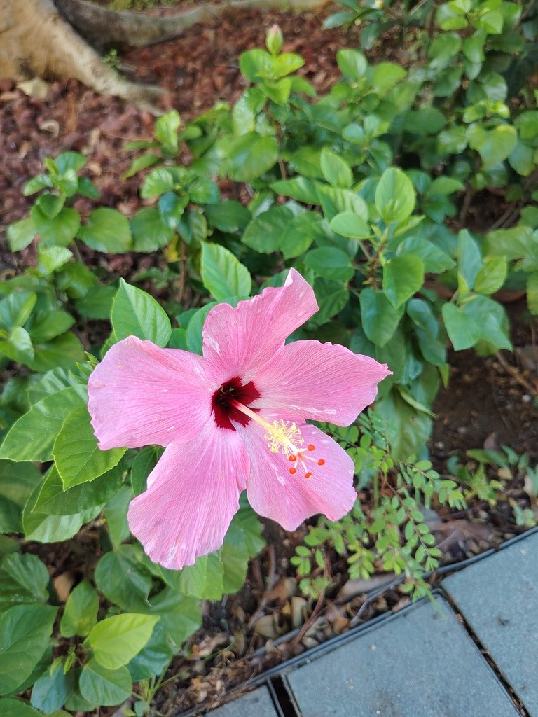色彩還原真實飽滿;花瓣紋理細節清晰;主體突出,背景虛化自然,展現主鏡頭優秀的景深表現。