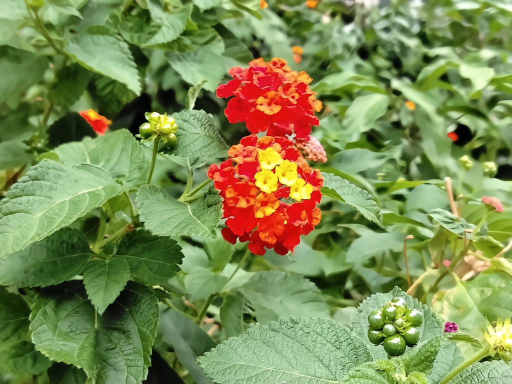 能因應拍攝主體，例如花卉、人像等自動調節曝光組合，這對於入門手機來說，是相當少有的功能。