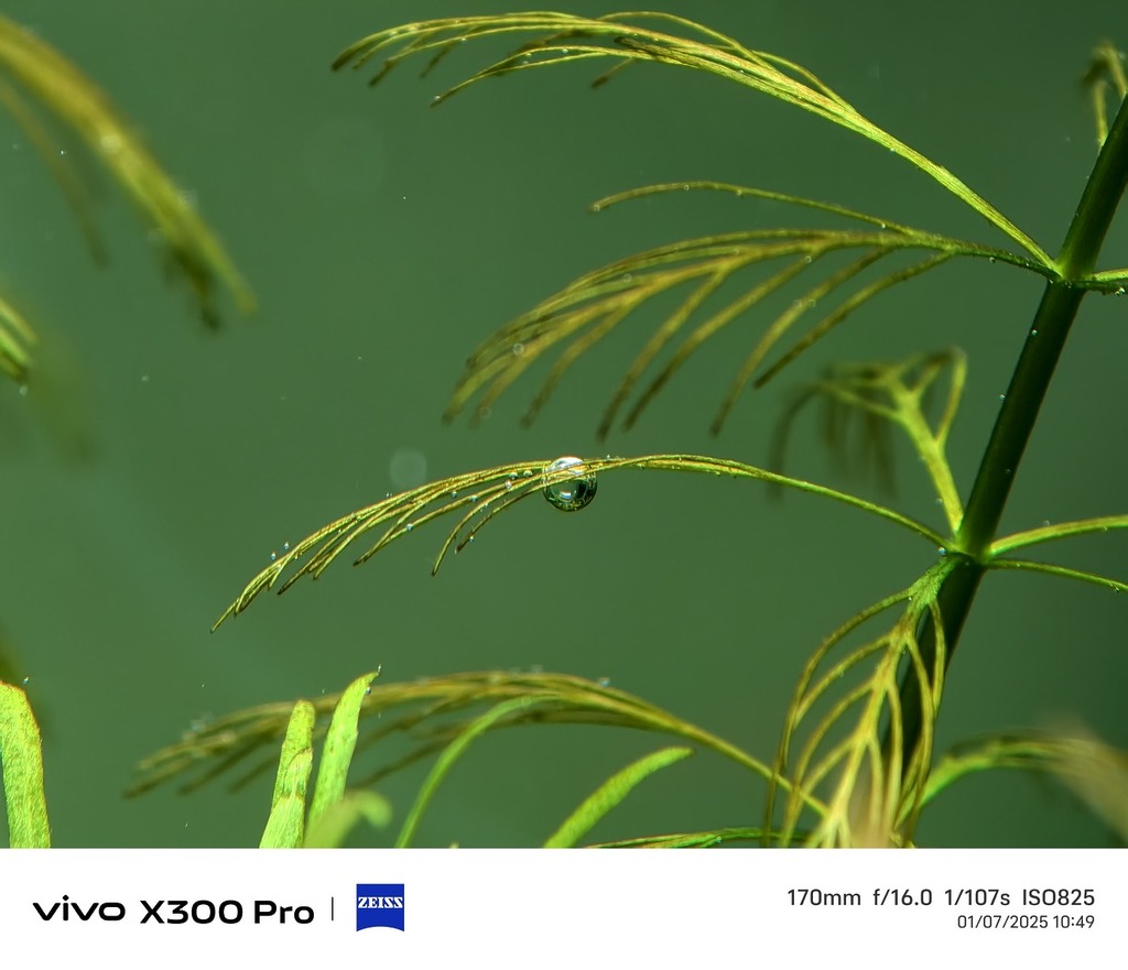 長焦微距同時加入數碼變焦,畫面仍相當可人。