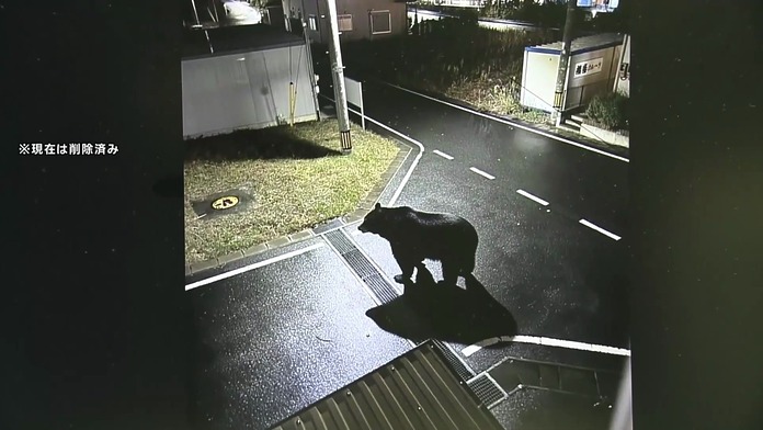 捏造熊出沒照片