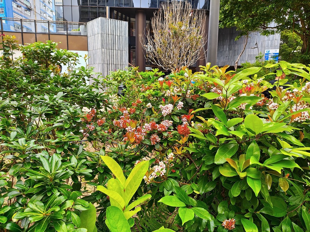 5000 萬像素下,以 1x 鏡頭拍攝。