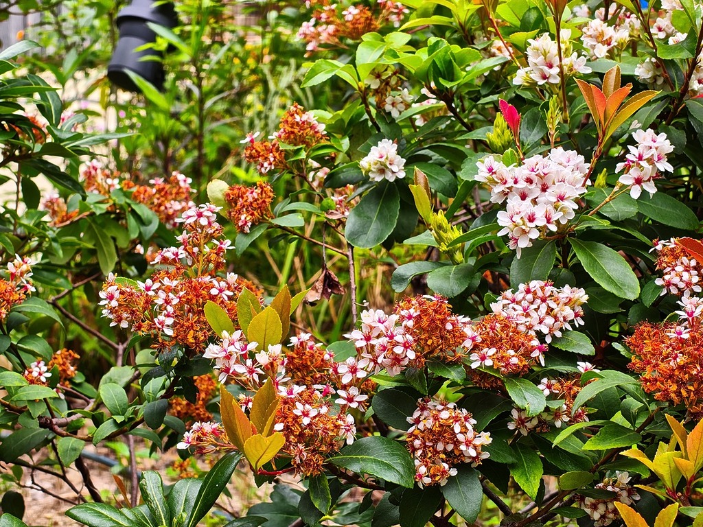 5000 萬像素下,以 3.5x 鏡頭拍攝。